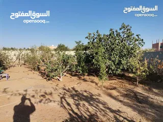 25 منزل مستقل للبيع مساحة 442 مكون من طابقين  الطابق الاول مستقل وشقتين الطابق الثاني كل شقه مستقله