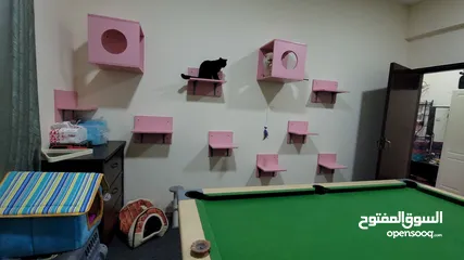  5 Cats wall shelf / play area