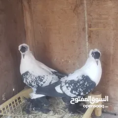  2 كوبيه نورس حب الرمان