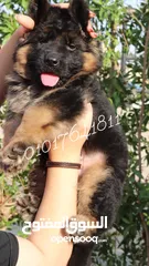  2 جراء جيرمان للبيع German shepherd puppies for sale