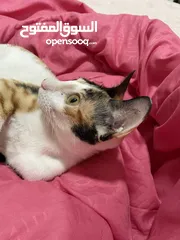  1 Cat for adoption قطة انثی للتبني