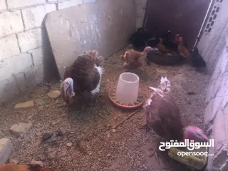  4 حبش احمر تركي نخب اول جواز