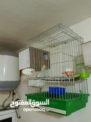  1 كوكتيل و حب