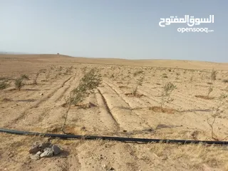  1 عشره دنمات للبيع