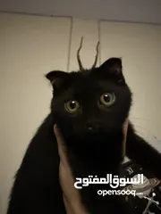  2 سكوتش فولد بيور مطعم لون نادر جدا للبيع