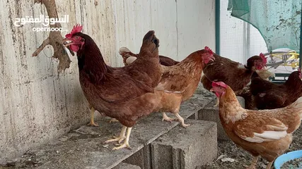 15 للبيع دجاج الهولندي الفاخر الاصل الحجم الضخم منتج يومي وحجم البيض كبير الحجم البيض الاحمر