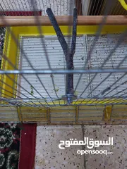  4 طائر كوكتيل للبيع