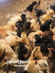  5 افراخ دجاج عرب عمر يومين سعر الزوج 3 الاف مكاني ابو الخصيب يوجد توصيل ابو الخصيب ومركز البصره