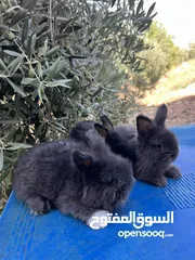  5 ارانب زينه •••الارنب المقزم وانجورا تيدي بير بيور•••