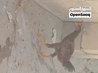  6 Pakistani rooster