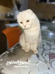  3 قط سكوتش فولد