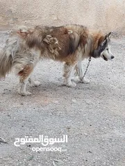  2 كلب هاسكي للبيع بيج وبني