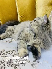  10 قطط للبيع نظافه فول تلقيحات مع الدفتر الصحي والجوازات مالهم