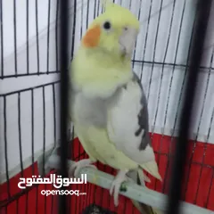  12 التواصل عبر الوتس اب عصافير حب وكوكتيل حجم جامبو كبير مفتلات والبينه وعادي