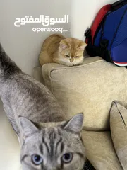  15 قطتان جميلتان تبحثان عن بيت دافئ  Two lovely cats looking for a loving home