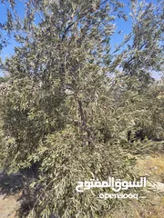  5 مزرعة للبيع