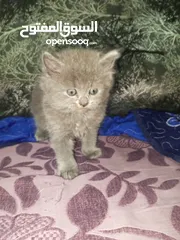  15 القطط الصغيره عمرهااا 2 شهرين ..القطط الكبيره عمرها 8شهور .. القط الاحمر سنه و3شهور