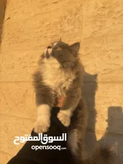  4 قطة شيرازي 5 اشهر - 5months  persian cat