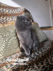  6 ذكر بريتش بلو للتزاوج