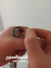  4 متاح حساسين  اربع فحول وخمس طواير  و   كنار طيره صريره حسون