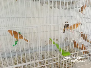  9 طيور كنار مشكله