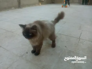  6 قطط هملايا للبيع ذكر وأنثى العمر شهر ونص لعوبات