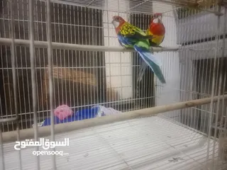  3 Rosella parrot