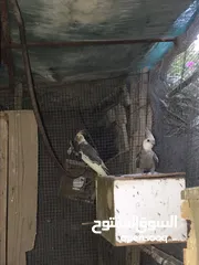  3 طيور كوكتيل