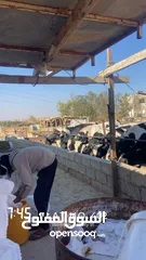  2 السلام عليكم موجود 3 عجول لحم أوزان 350 البيع كيلو