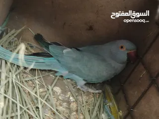  4 ببغاء كويكر. و دره. و فراخ دره و كويكر  تابع وصف طيور بسعر حرق