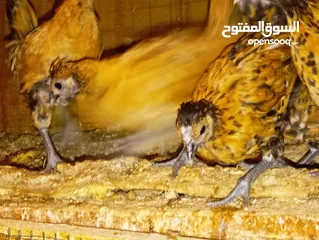  6 دجاج حباحب عمرهن ثلاث أشهر الزوج  