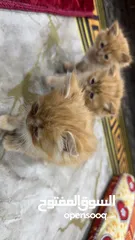  8 بزونه هملايا للبيع خمس قطط