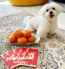  4 Maltese puppy