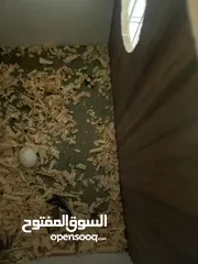  7 كوكتيل و حب
