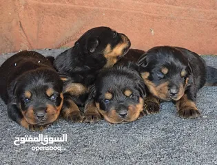 3 جراو روت وايلر جامبو حجم ضخم