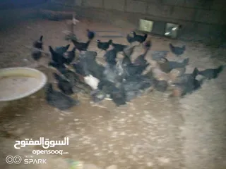  3 فراخ للبيع