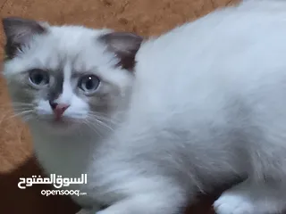  11 قط سكوتش فولد للبيع