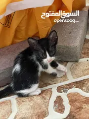  3 Kittens Available for Adoption قطط للتبني