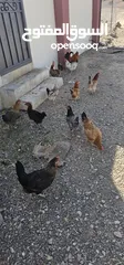  1 دجاج عمانيات وفرنسيات للبيع