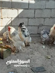  4 متاح 2ديوك و2جاج براهيمي جامبو نخب اول البزره الاصليه بياضات