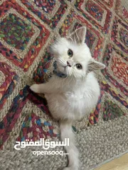  1 قط ذكر لعوب للبيع نوعو مكس شيرازي و هملايا