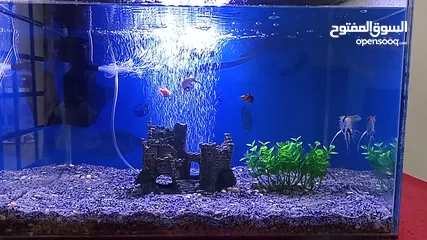  5 Fish tank with all accessories table and fish