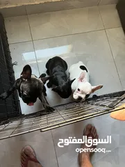  3 For sale French bulldog