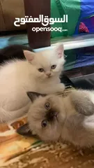  5 Adorable British Shorthair Kittens Looking for Their Forever Homes – Ready to Join Your Family