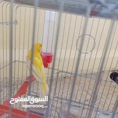  4 عصافير كناري