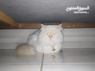  1 قطه هملاياء