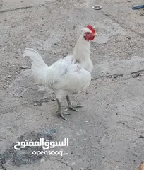  2 ديج عربي ابيض