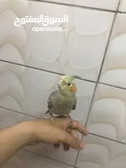  5 ككتيل اليف 1000/1000