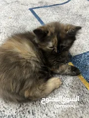  1 قطط للبيع في بغداد