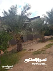  1 منزل للبيع في بئر العالم سيدي السائح